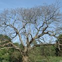 Catalpa silhouette